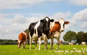 البقره