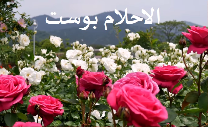 رؤية الورد في المنام