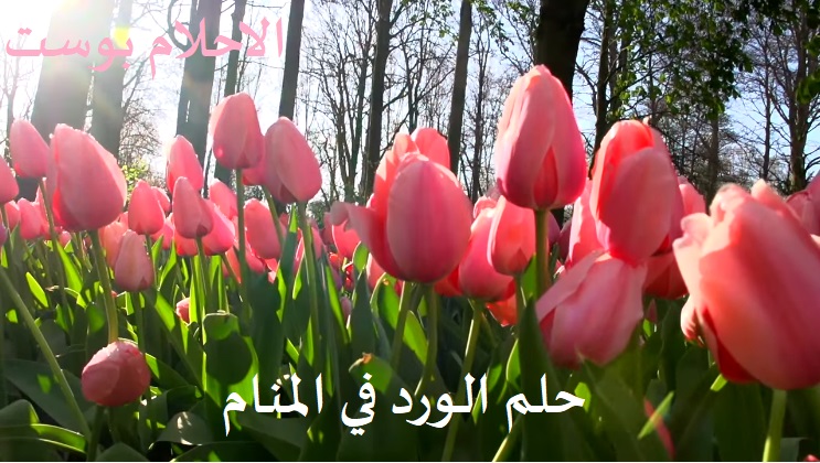 تفسير رؤية الورد الوردي