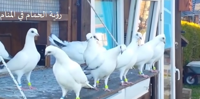 رؤية الحمام في المنام