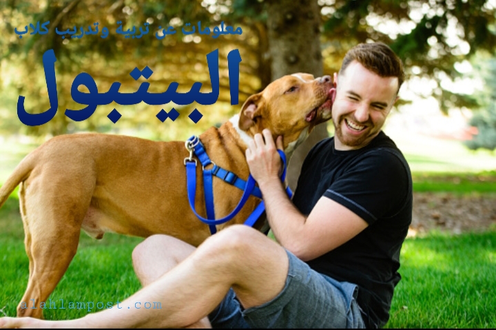 معلةمات عن تربية وتدريب الكلاب