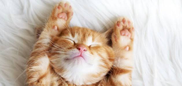 معلومات جديدة عن القطط