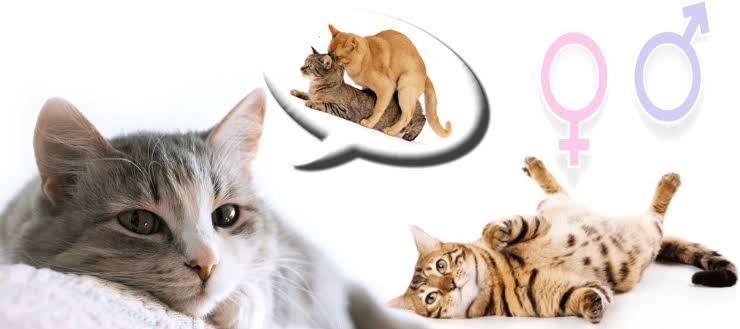 مرحلة الخصوبة الجنسية للقطط