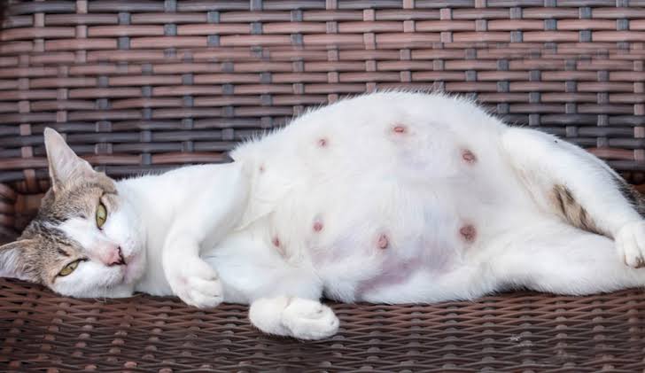 علامات حمل القطط