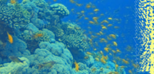 البحر الأحمر