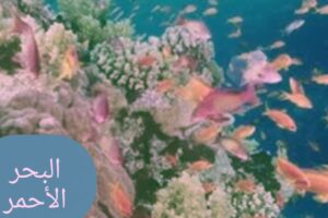 لماذا سمي البحر الأحمر بهذا الاسم