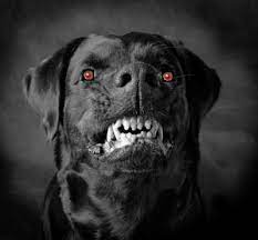 تفسير هجوم الكلاب السوداء