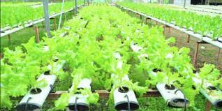 مزرعة خضروات