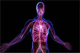 خلايا الجسم