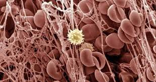 شكل خلايا تحتن الميكروسكوب