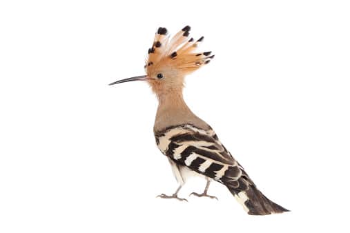 تفسير رؤية الهدهد في المنام لابن سيرين