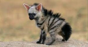 9beb861a 79b7 4aa0 a152 303f4c5510a3