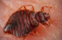 حشرة بق الخفافيش