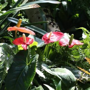 زهرة فلامنجو