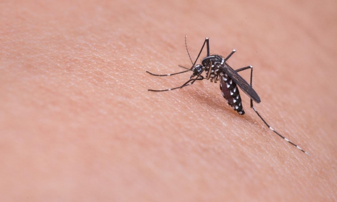 تفسير رؤية الحشرات في المنام للحامل