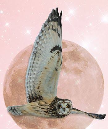 الى ماذا ترمز البومة