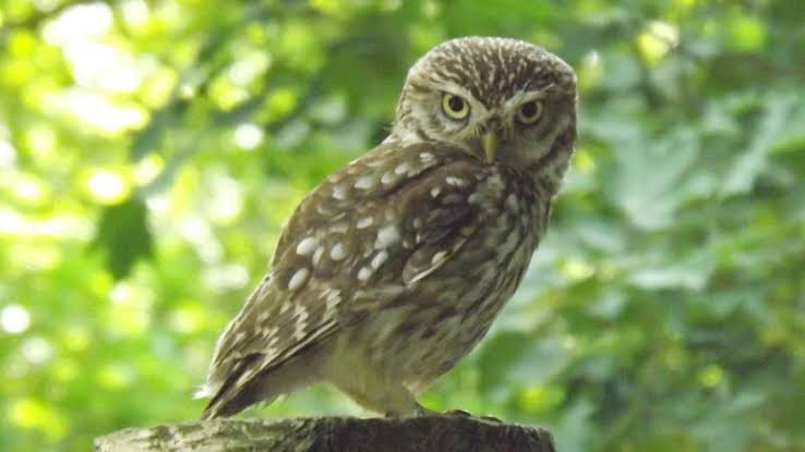 هل البومه تؤذي الانسان