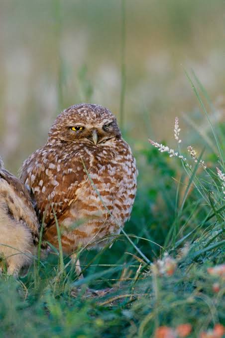 هل البومة شؤم