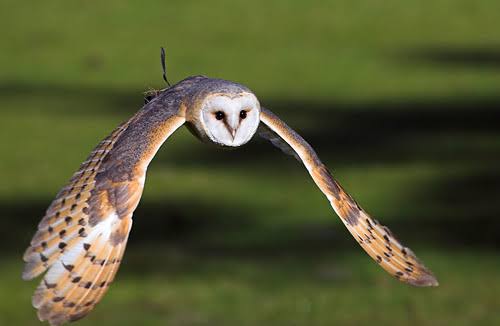 حكم تربية البومة