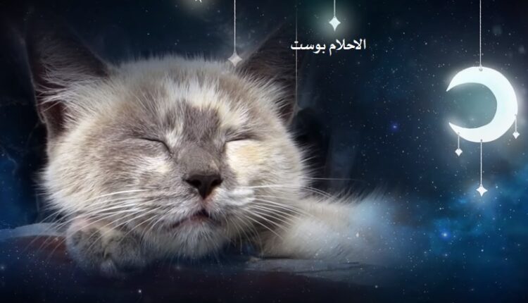 القط الميت في المنام