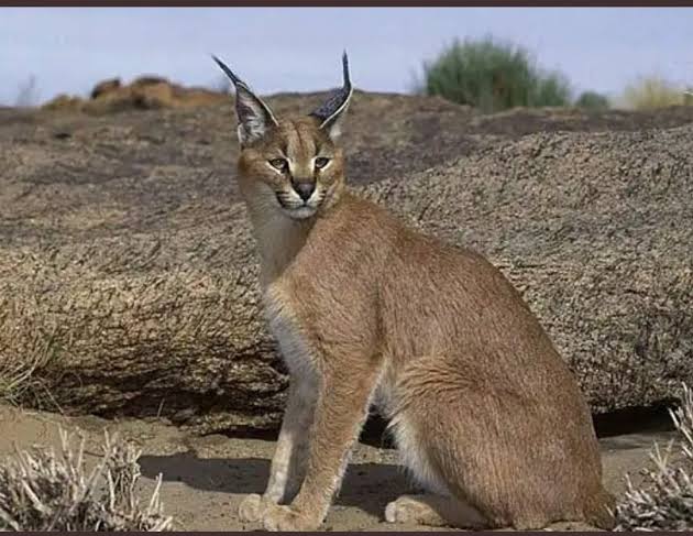 حيوان التفه