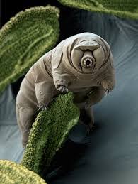 حيوان تاريجراد