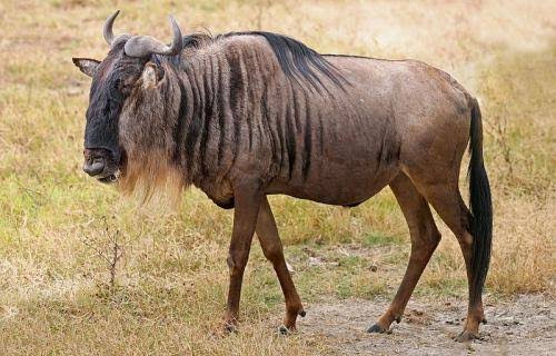 حيوان التايتل