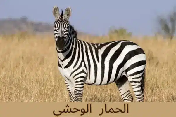 الحمار الوحشي