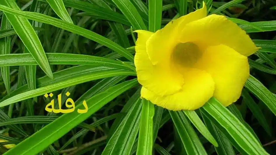 دفلة