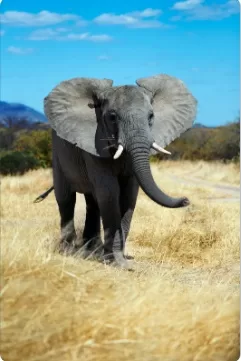 الفيل jpg