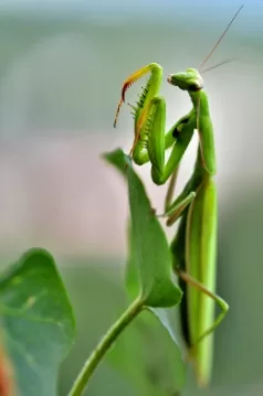 فرس النبي jpg