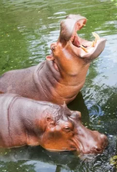 فرس النهر jpg