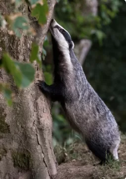 فرو الغرير jpg