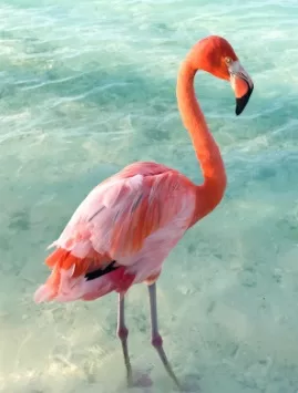 فلامنجو jpg