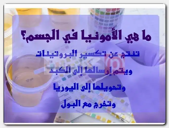 ما هي الأمونيا في الجسم؟ هل الأمونيا هي النشادر؟
