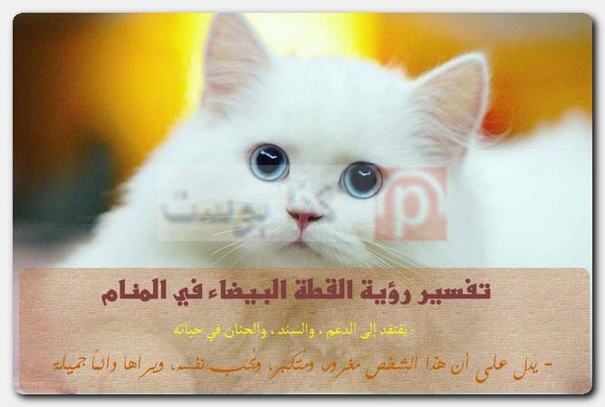 تفسير رؤية القطة البيضاء في المنام