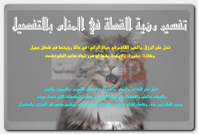 تفسير رؤية القطة في المنام بالتفصيل