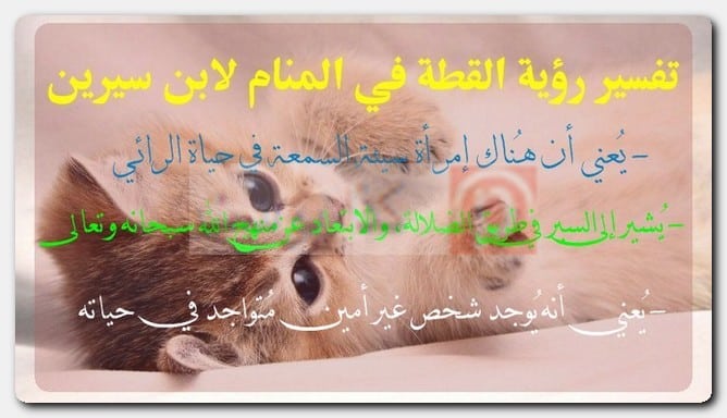 تفسير رؤية القطة في المنام لابن سيرين