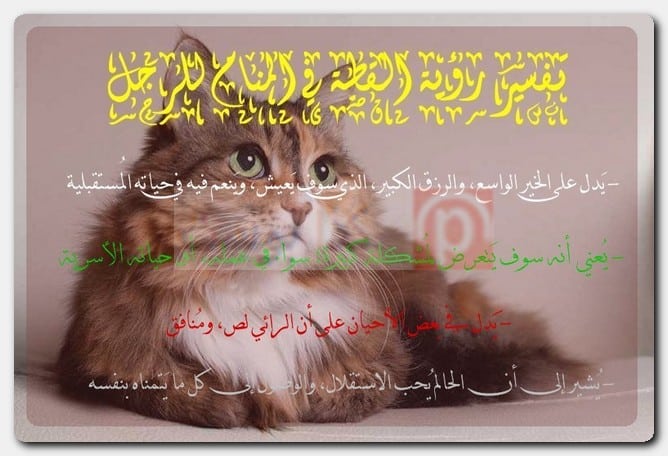 تفسير رؤية القطة في المنام للرجل