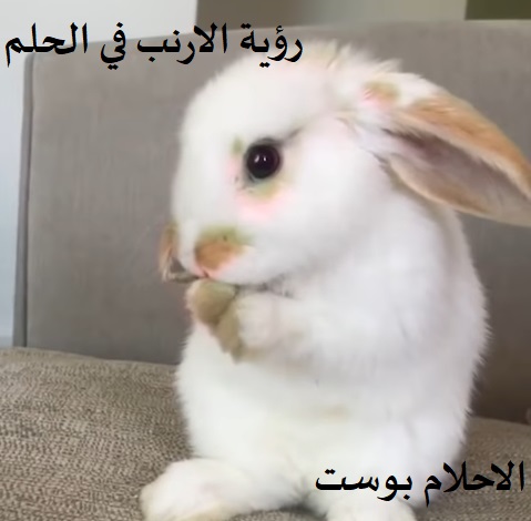 تفسير الارنب