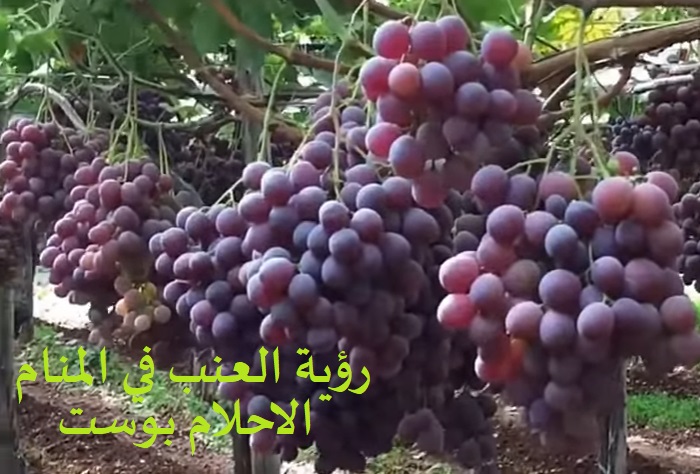 رؤية العنب للمتزوجة رؤية أكل العنب للحامل