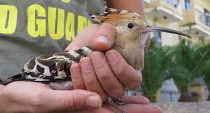 ذبح الهدهد في المنام