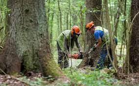 قطع الأشجار