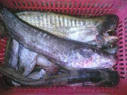 سمك الجري حلال أم حرام