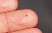 حشرات الفراش السوداء