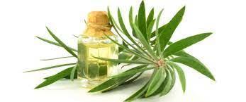 علاج لدغة حشرة البق