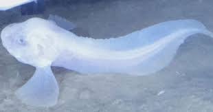 سمك الحلزون