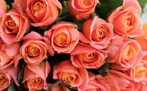 زهرة المرجان