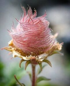 زهرة زنبق الإيساتك