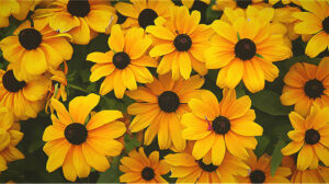 الزهور الصفراء